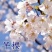 基地直销樱花树苗，樱花苗嫁接日本樱花，晚樱花花，嫁接早樱