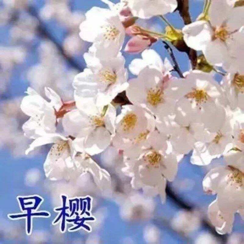 基地直销樱花树苗，樱花苗嫁接日本樱花，晚樱花花，嫁接早樱