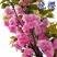 基地直销樱花树苗，樱花苗嫁接日本樱花，晚樱花花，嫁接早樱