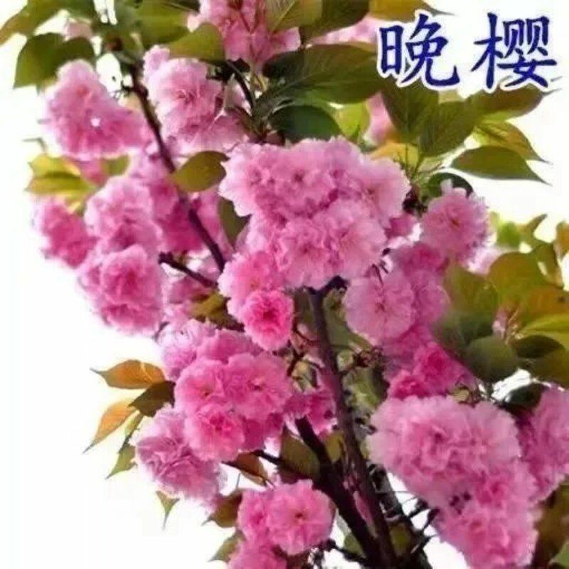 基地直销樱花树苗，樱花苗嫁接日本樱花，晚樱花花，嫁接早樱