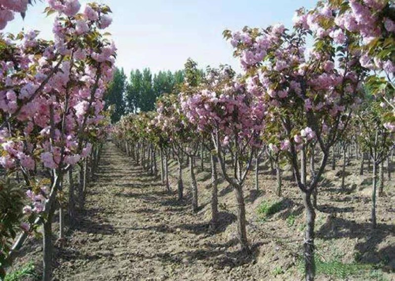 基地直销樱花树苗，樱花苗嫁接日本樱花，晚樱花花，嫁接早樱