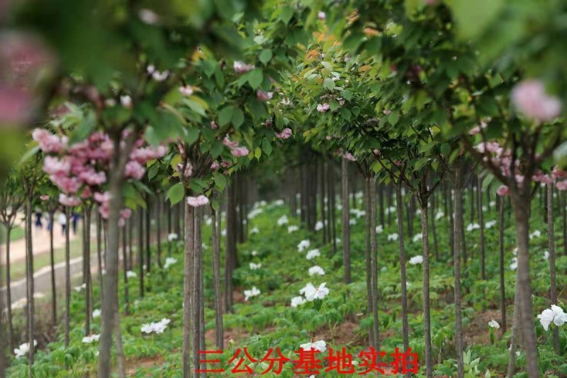 基地直销樱花树苗，樱花苗嫁接日本樱花，晚樱花花，嫁接早樱