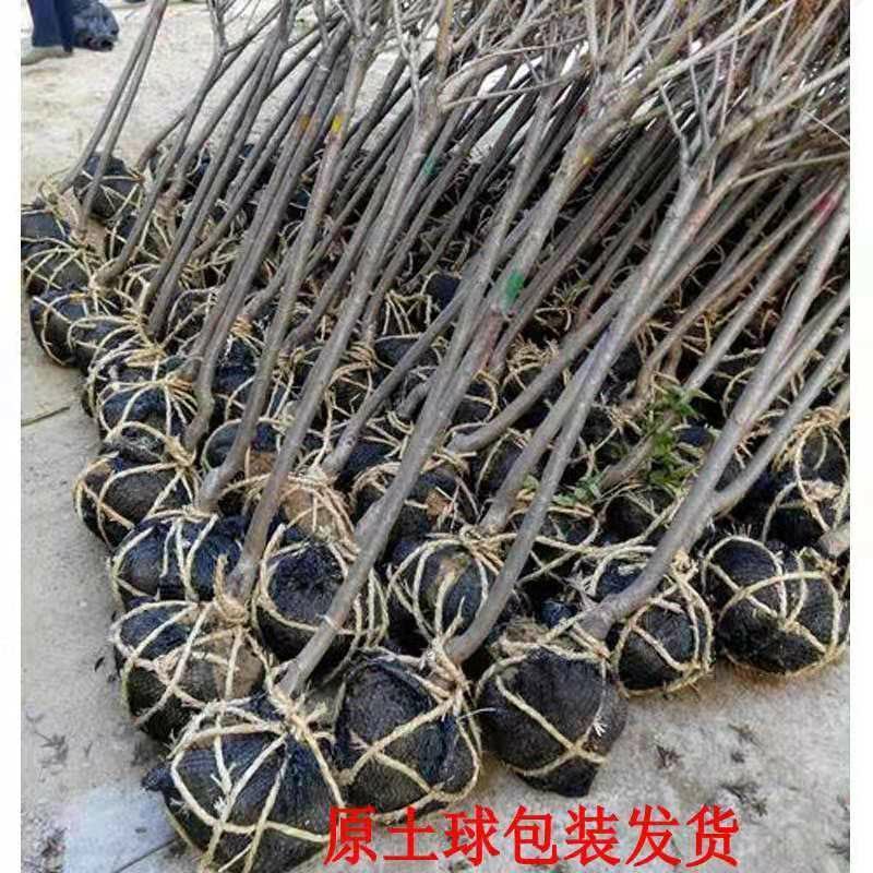 基地直销樱花树苗，樱花苗嫁接日本樱花，晚樱花花，嫁接早樱