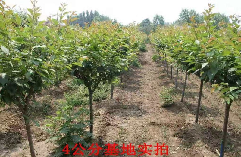 基地直销樱花树苗，樱花苗嫁接日本樱花，晚樱花花，嫁接早樱