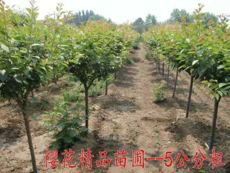 基地直销樱花树苗，樱花苗嫁接日本樱花，晚樱花花，嫁接早樱