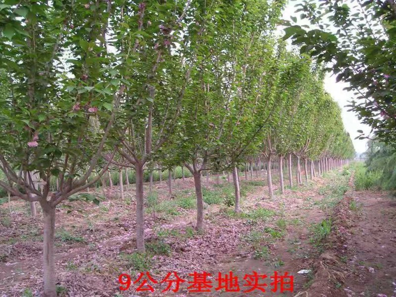 基地直销樱花树苗，樱花苗嫁接日本樱花，晚樱花花，嫁接早樱