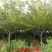 基地直销樱花树苗，樱花苗嫁接日本樱花，晚樱花花，嫁接早樱
