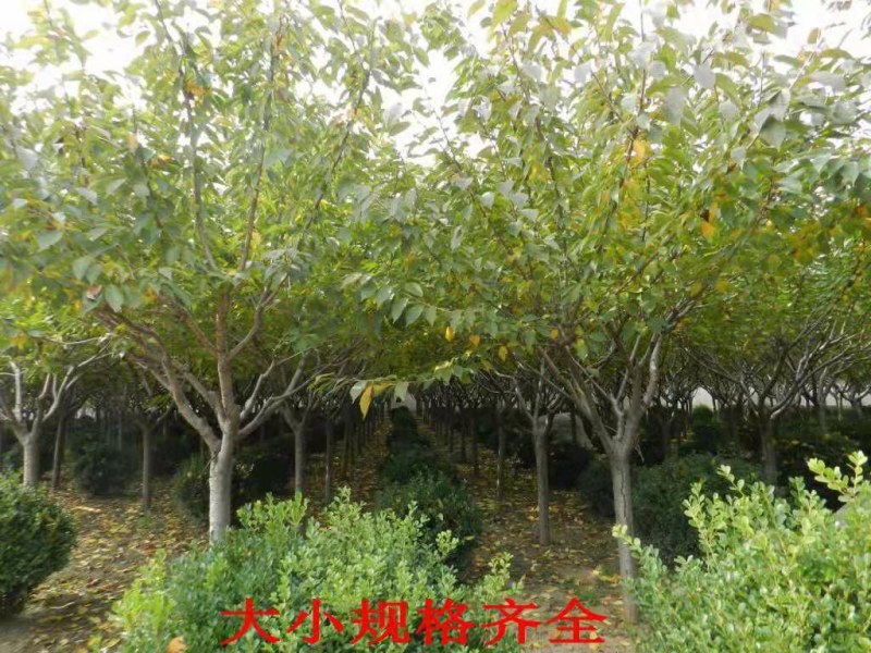 基地直销樱花树苗，樱花苗嫁接日本樱花，晚樱花花，嫁接早樱
