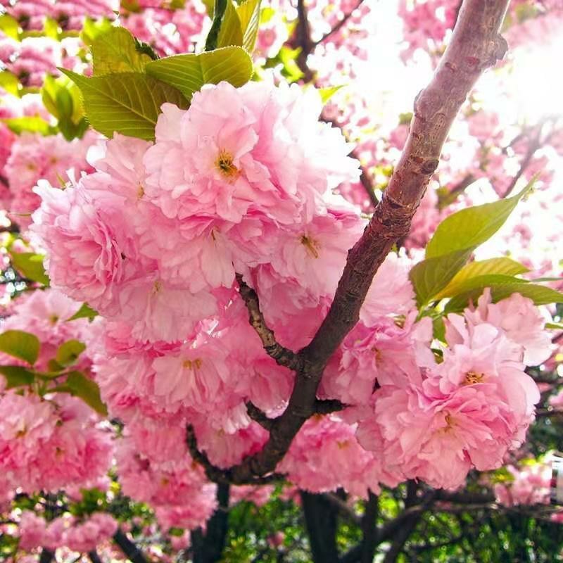 基地直销樱花树苗，樱花苗嫁接日本樱花，晚樱花花，嫁接早樱