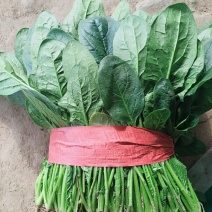 【菠菜实力河南大叶菠菜产地直发供应各大市场电商商超