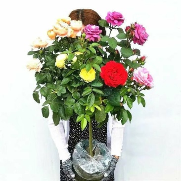 树桩月季特大花多色棒棒糖树状型庭院植物四季开花玫瑰花树苗