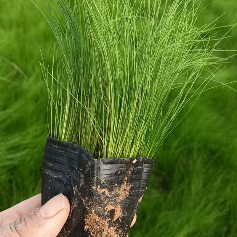 墨西哥羽毛草，基地直供，量大质优，有大小规格，欢迎咨询