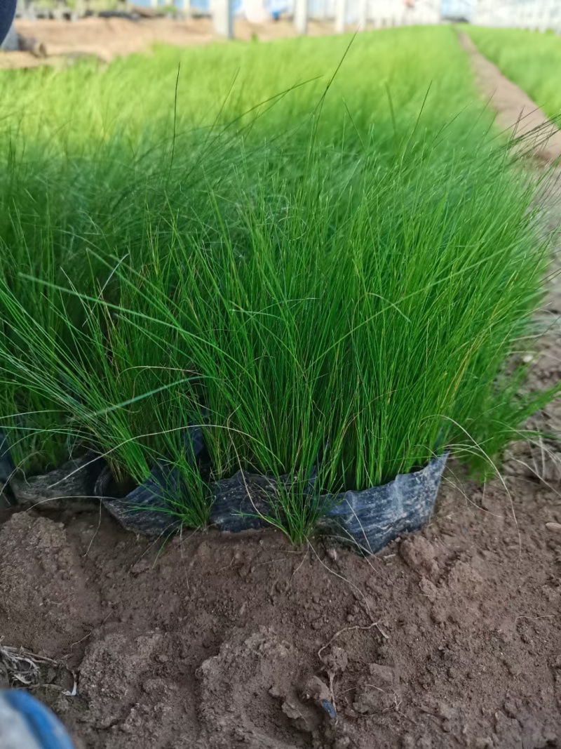 墨西哥羽毛草，基地直供，量大质优，有大小规格，欢迎咨询