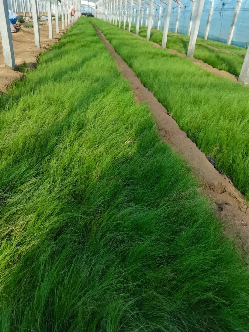 墨西哥羽毛草，基地直供，量大质优，有大小规格，欢迎咨询