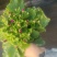 瓜叶菊
