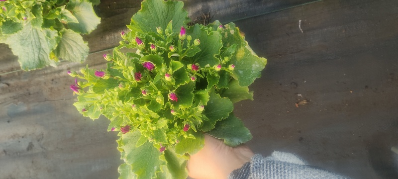 瓜叶菊
