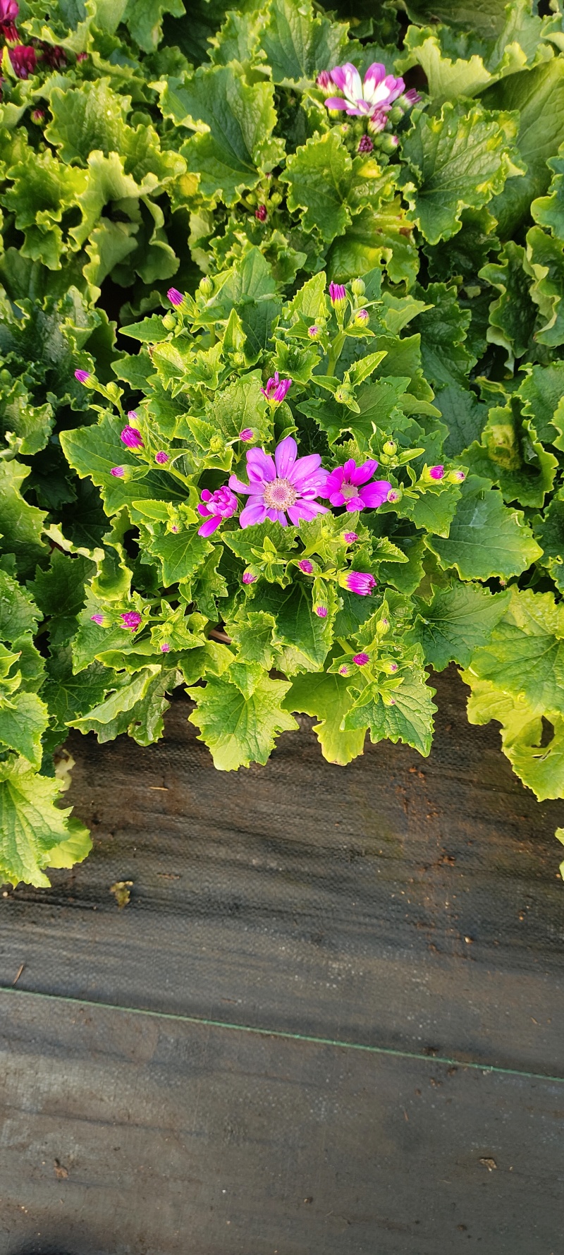 瓜叶菊