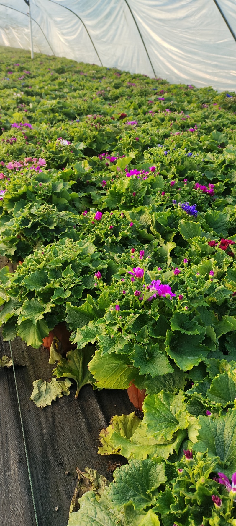 瓜叶菊