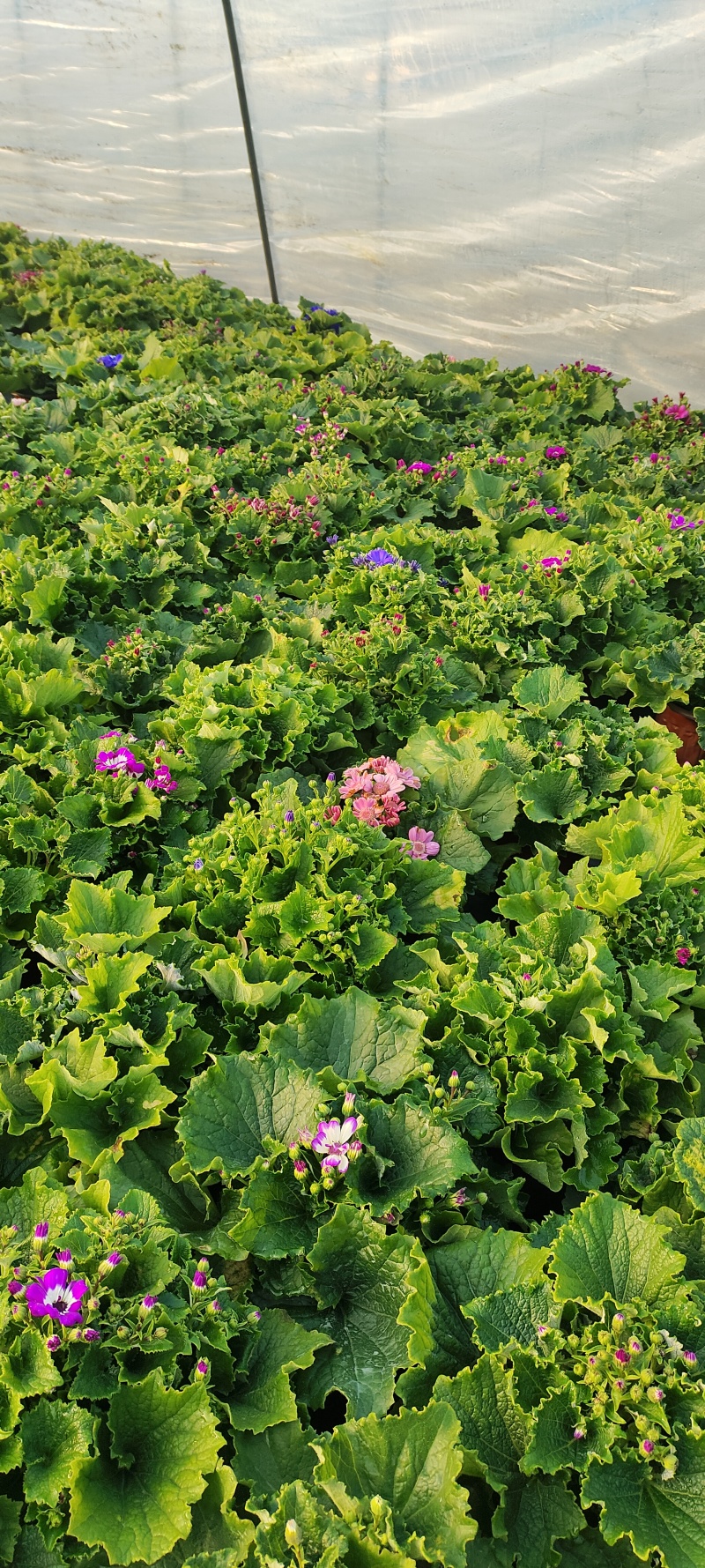 瓜叶菊