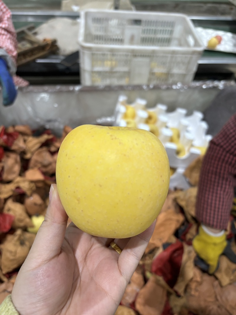 自家果园种植的维纳斯可一件代发量大都可联系