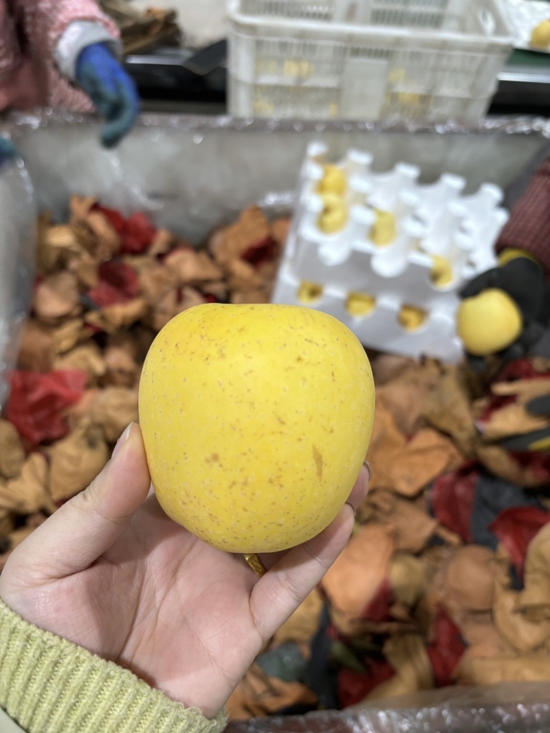 自家果园种植的维纳斯可一件代发量大都可联系