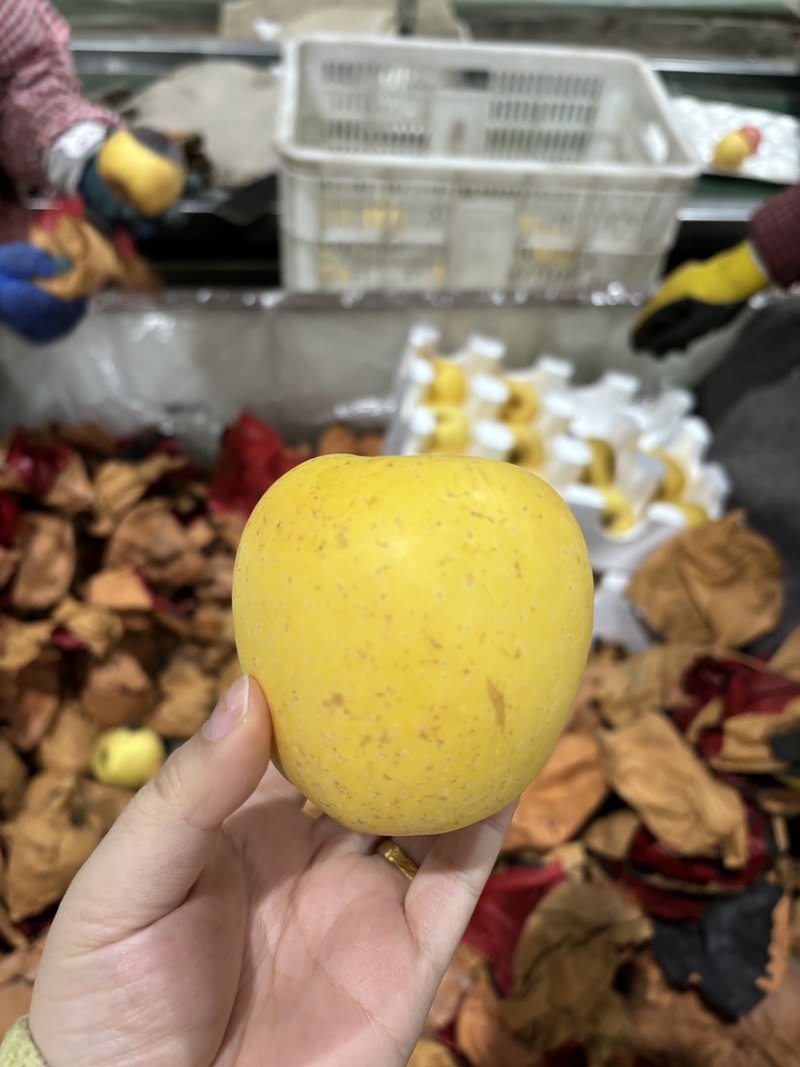 自家果园种植的维纳斯可一件代发量大都可联系