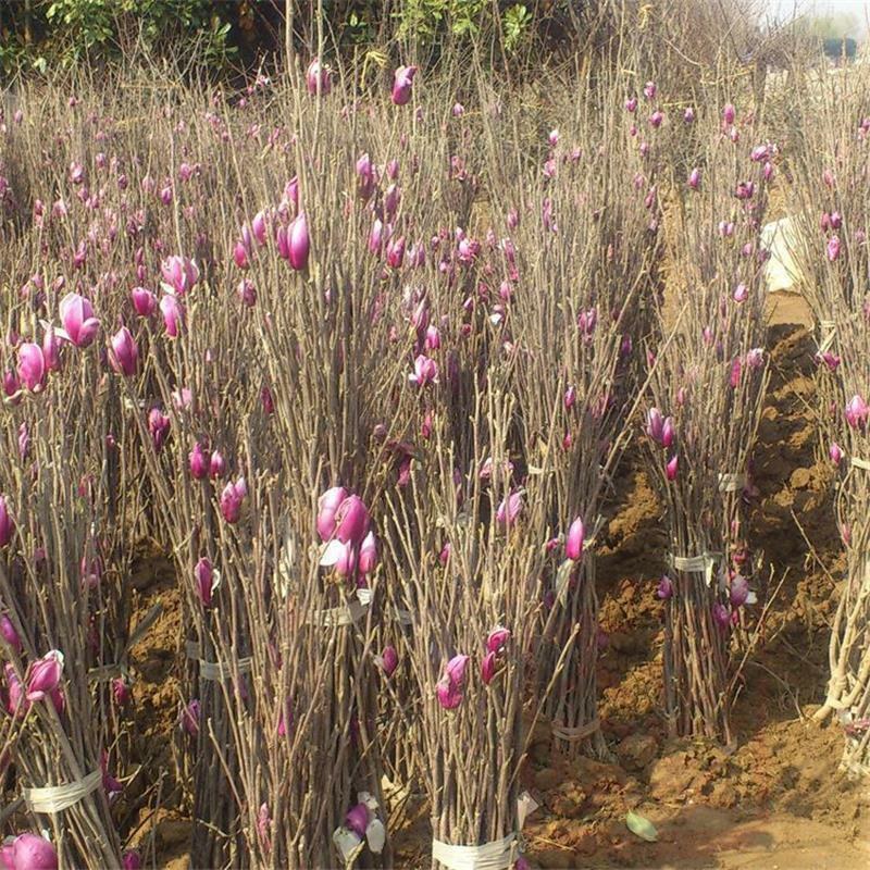 基地直销紫玉兰树苗白玉兰树苗红玉兰树苗
