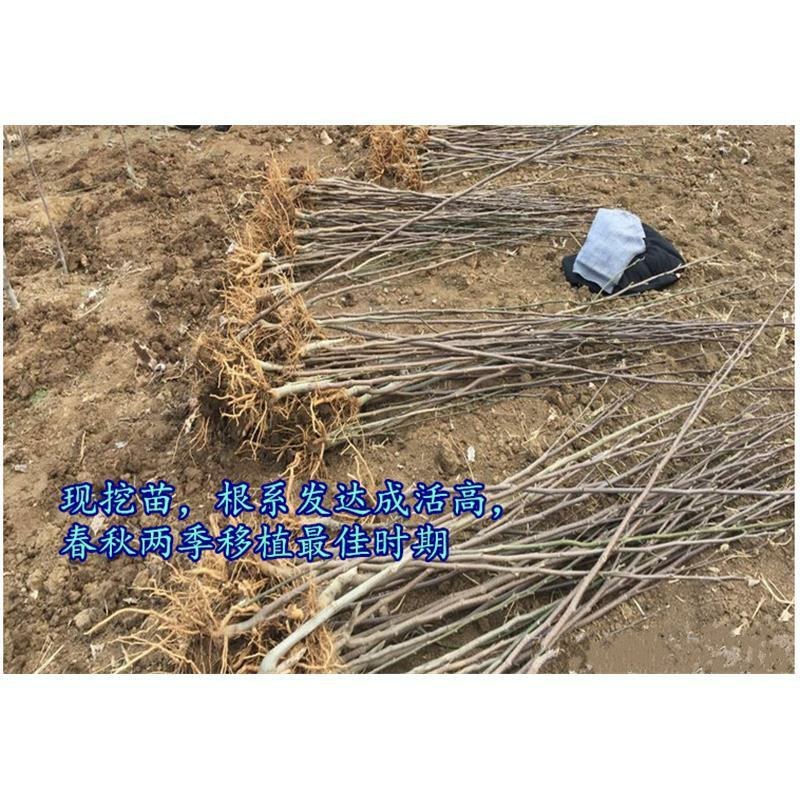 基地直销紫玉兰树苗白玉兰树苗红玉兰树苗