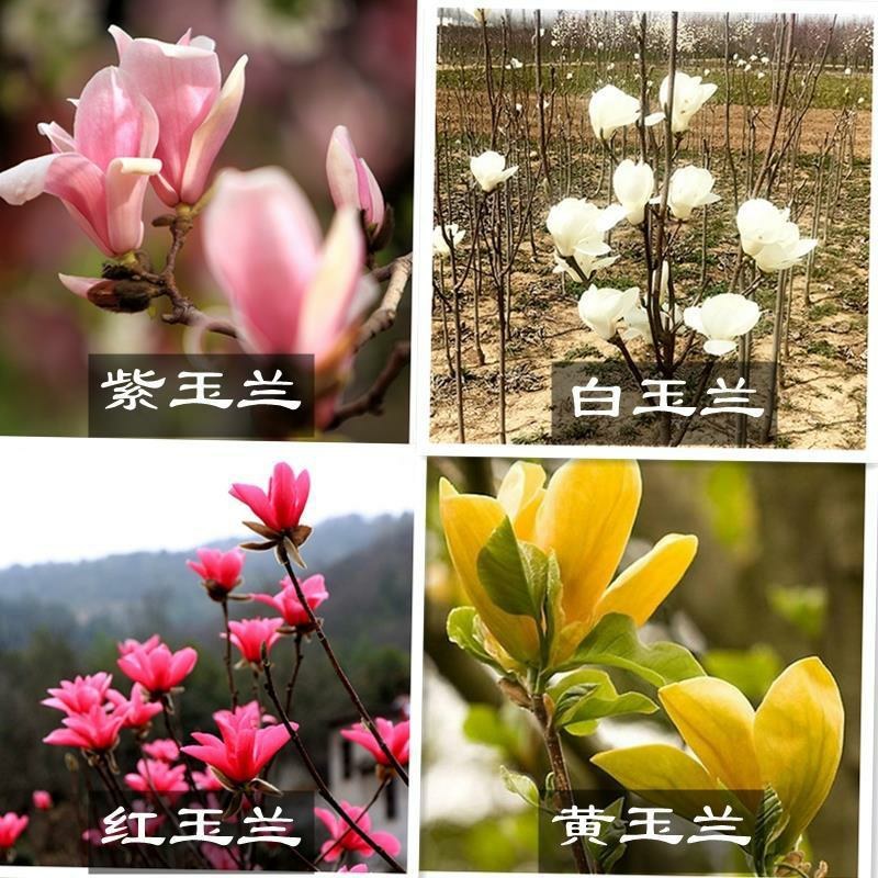 基地直销紫玉兰树苗白玉兰树苗红玉兰树苗