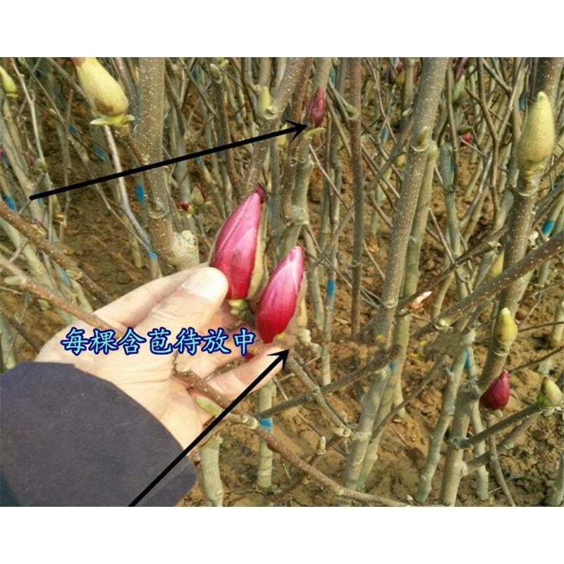 基地直销紫玉兰树苗白玉兰树苗红玉兰树苗