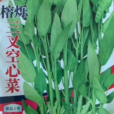 三叉空心菜种籽