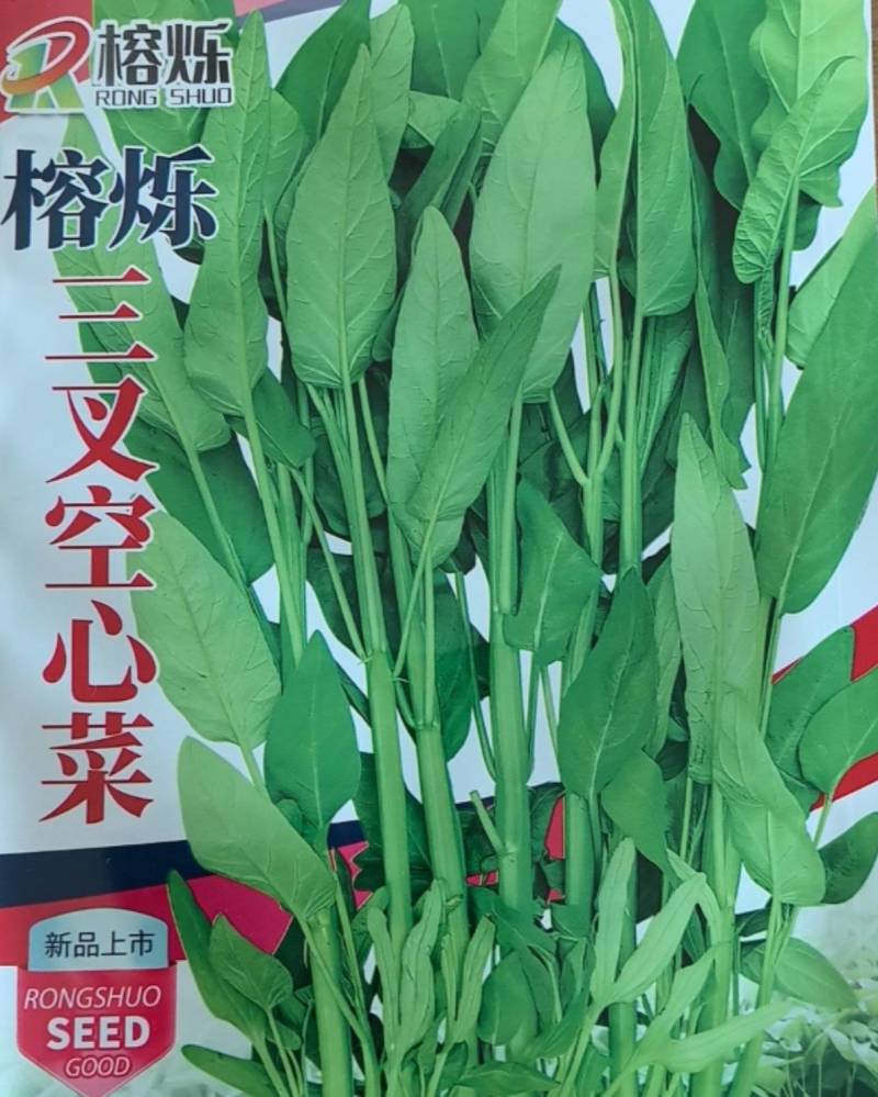 三叉空心菜种籽
