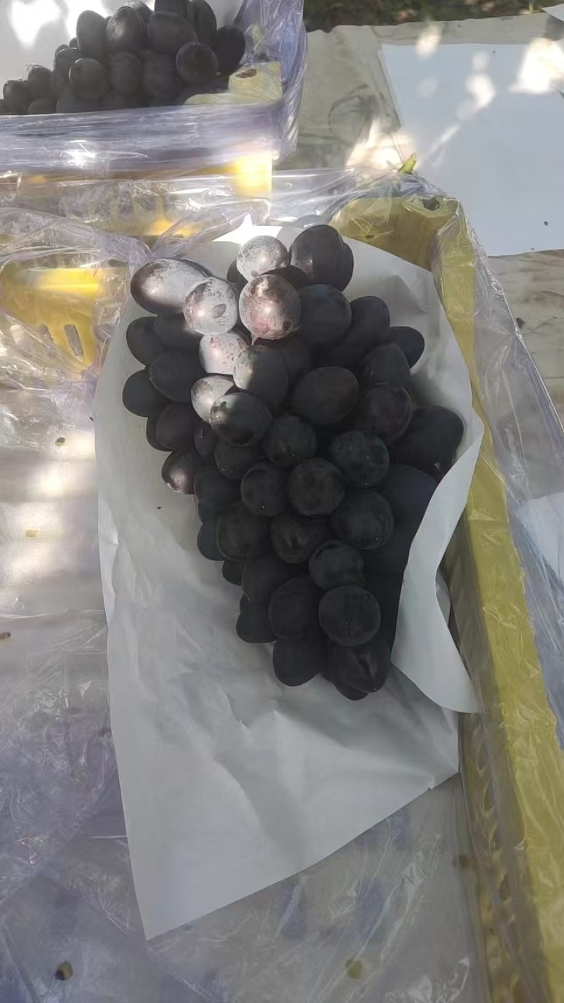 辽宁巨峰葡萄大量上市。价格低，质量优良。欢迎全国客商前来