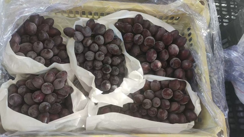 辽宁巨峰葡萄大量上市。价格低，质量优良。欢迎全国客商前来