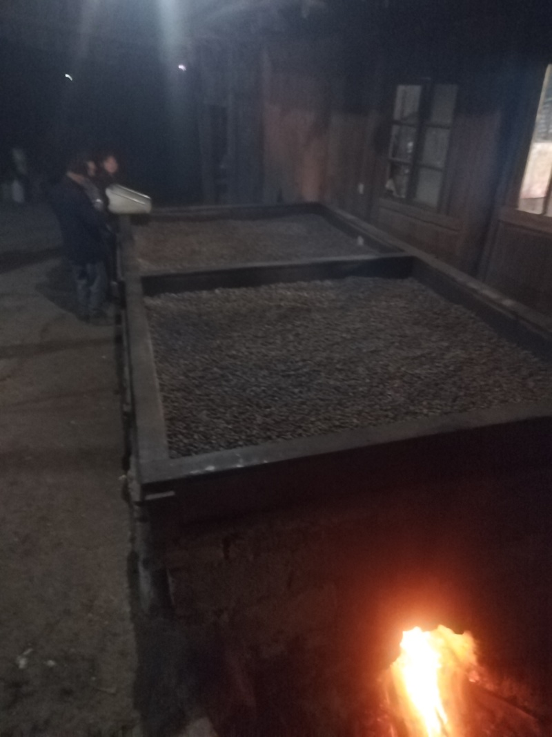 高山野生茶籽油