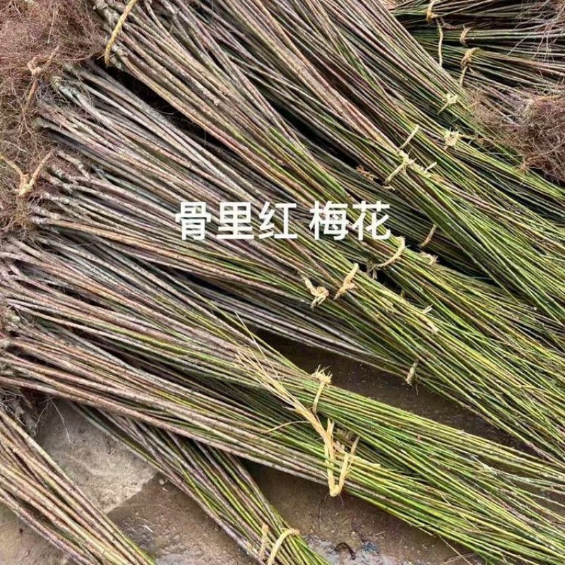 红梅苗骨里红，原生嫁接，绿梅，红梅盆栽