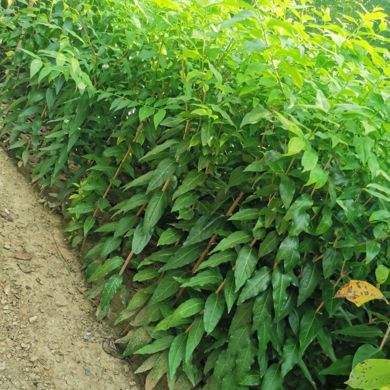 红梅苗骨里红，原生嫁接，绿梅，红梅盆栽