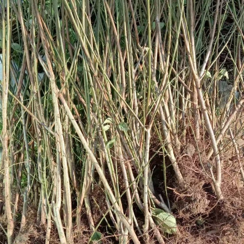红梅苗骨里红，原生嫁接，绿梅，红梅盆栽