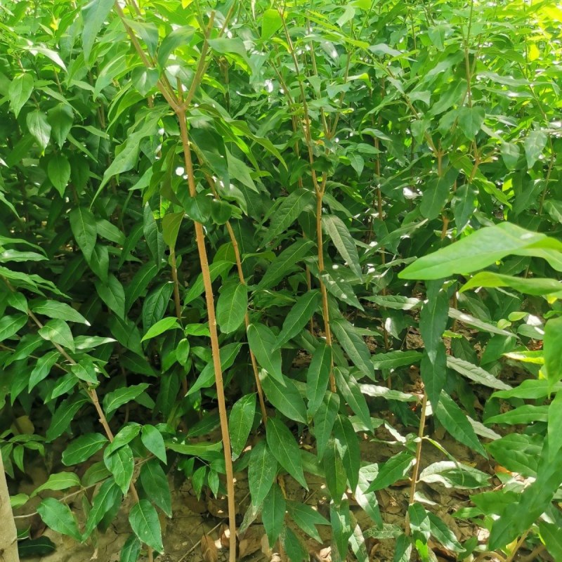 红梅苗骨里红，原生嫁接，绿梅，红梅盆栽