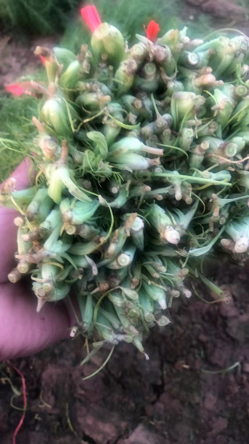 茴香苗有需要的可以联系我有市场货有电商货
