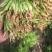 茴香苗有需要的可以联系我有市场货有电商货