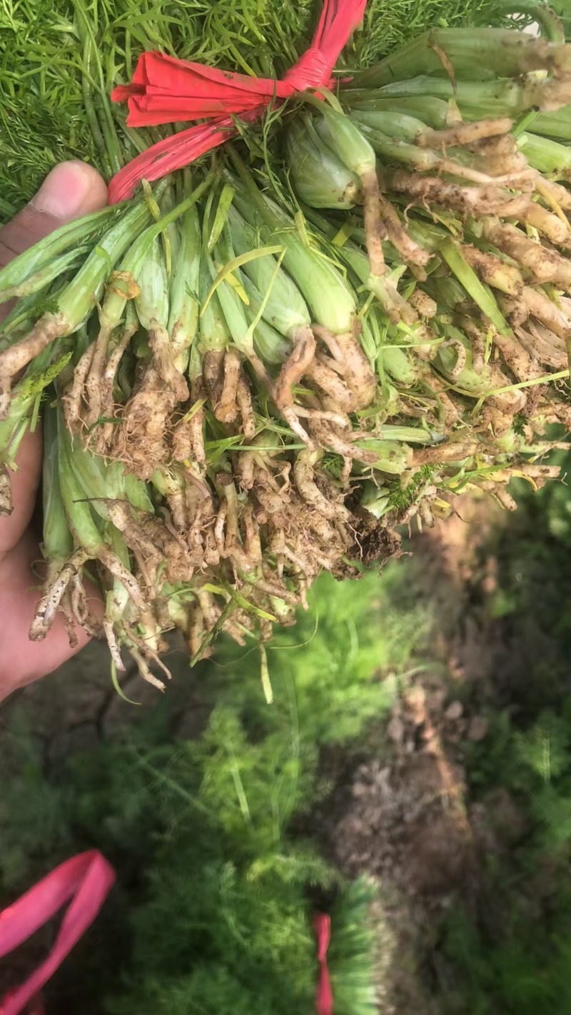 茴香苗有需要的可以联系我有市场货有电商货