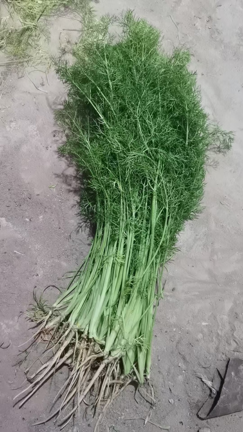 茴香苗有需要的可以联系我有市场货有电商货