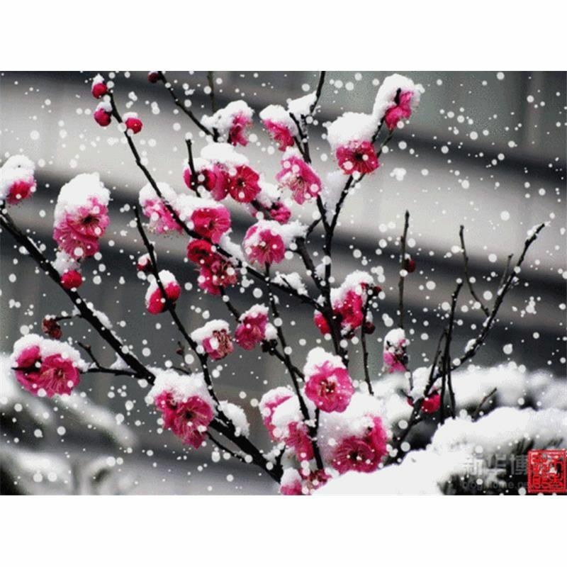 红梅苗骨里红，原生嫁接，绿梅，红梅盆栽