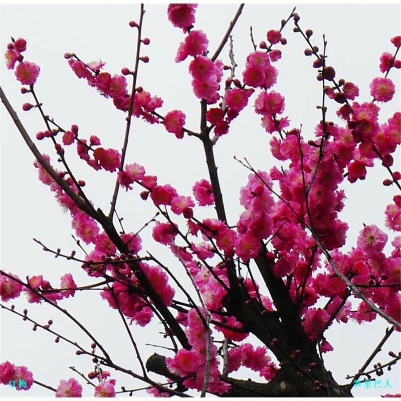 红梅苗骨里红，原生嫁接，绿梅，红梅盆栽
