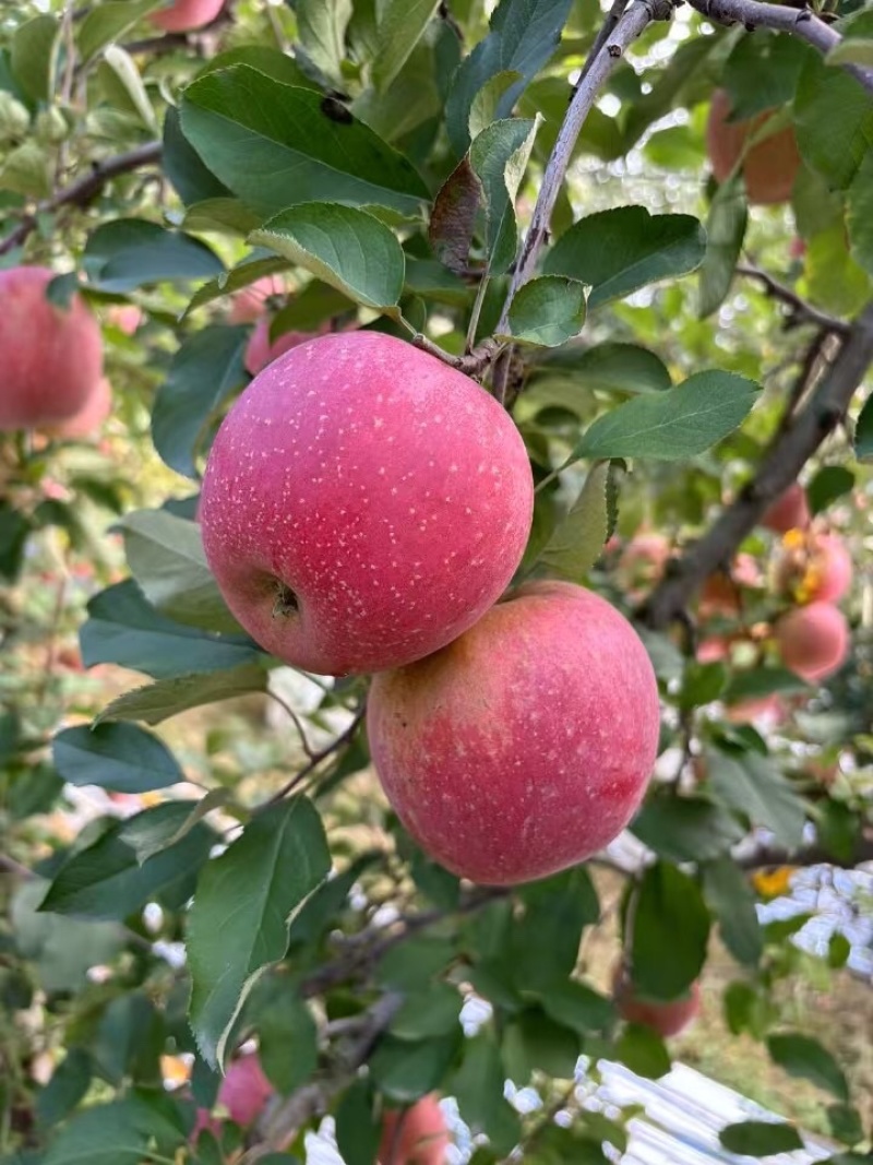 丑苹果虽然丑但是果香浓郁自家果园支持一件代发
