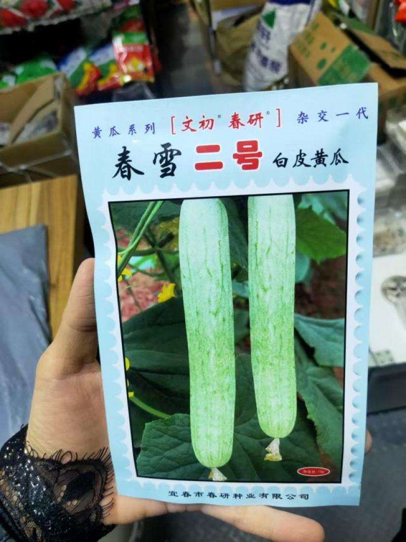 春雨二号白皮黄瓜种子早熟抗寒抗病瓜皮乳白色味甘汁多