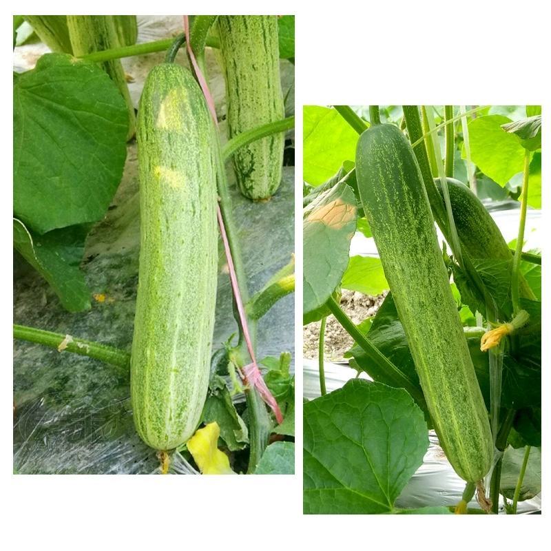 春雨二号白皮黄瓜种子早熟抗寒抗病瓜皮乳白色味甘汁多