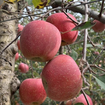 丑苹果虽然丑但是果香浓郁自家果园支持一件代发
