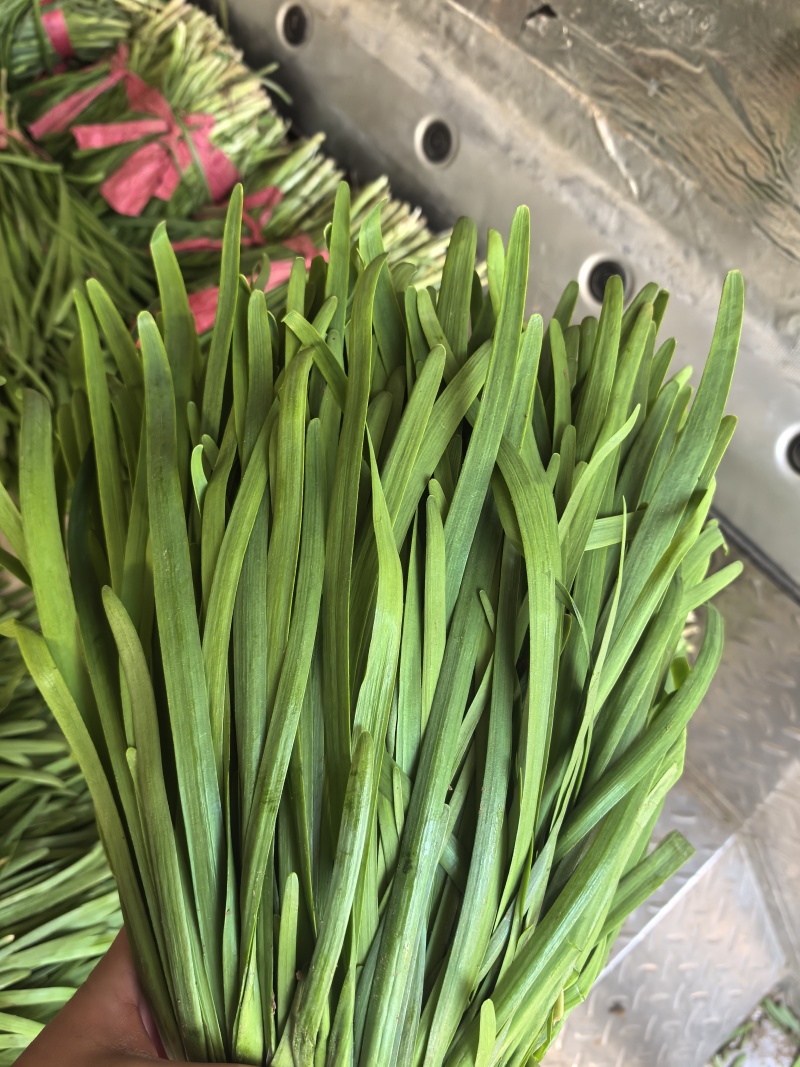山东产地韭菜